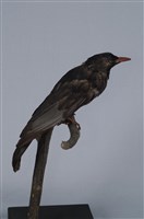 藏品(紅嘴黑鵯)的圖片